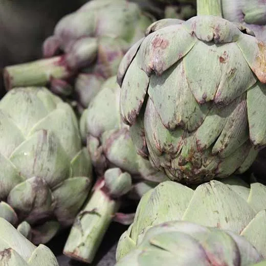 Culinary Garden at Copia - Artichokes Culinary Garden at Copia - Artichokes