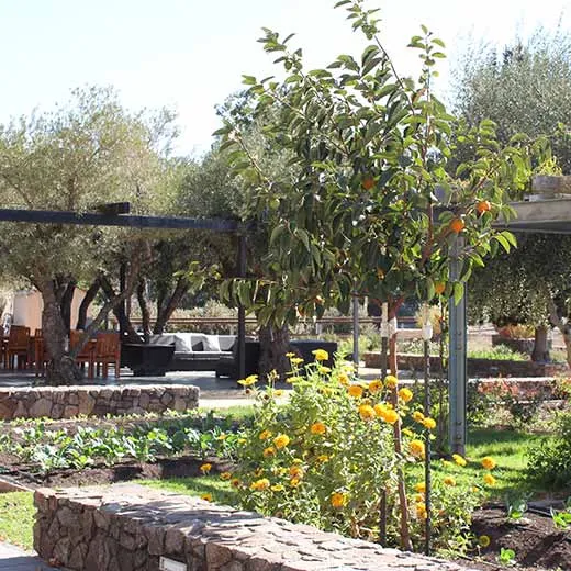Culinary Garden at Copia - Orange Tree